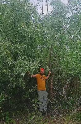 Фауна вербовго лісу на дні колишнього Каховського водосховища