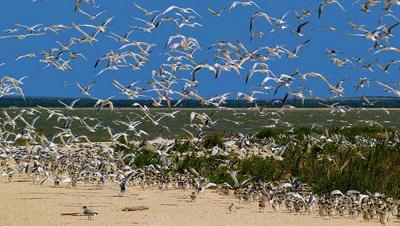 Які втрати поніс Чорноморський біосферний заповідник?